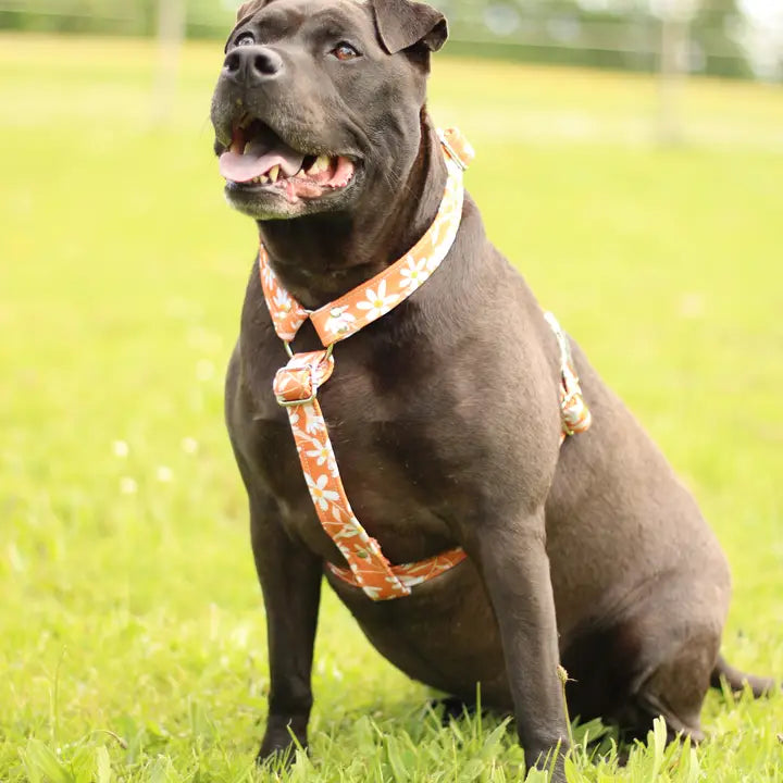 ARNÉS IMEPRMEABLE FLOWERPOWER NARANJA