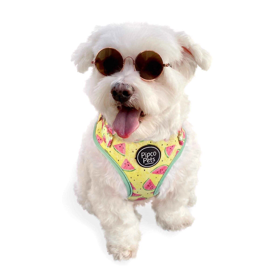 PACK PASEO MASCOTA. ARNÉS, COLLAR, CORREA Y DISPENSADOR DE BOLSAS